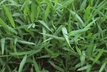 Cỏ làm giảm khí thải gây hiệu ứng nhà kính